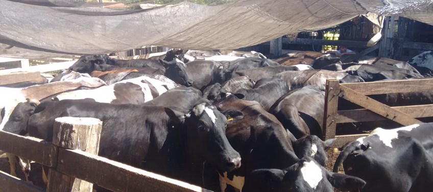 O objetivo da inseminação é aumentar a produção de leite, bem como melhorar a genética das vacas por meio de uma assistência mais efetiva. (Foto Divulgação Seder)
