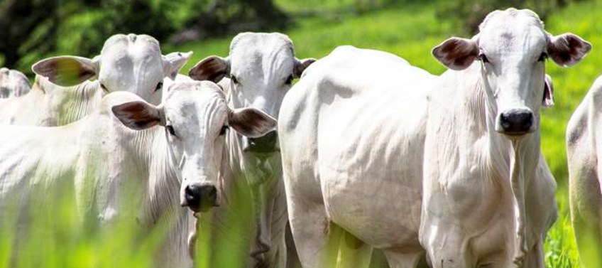 O Tocantins ocupa o 11º lugar no ranking nacional com 8,7 milhões de bovídeos (bovinos e bubalinos) e está há 21 anos sem foco da doença. (Foto Arquivo Embrapa)