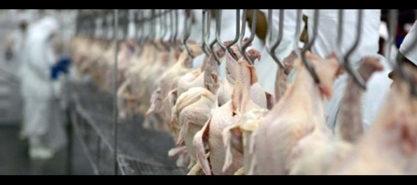 A processadora de aves possui um complexo frigorífico em Boituva (SP) e exporta para mais de 50 países. (Foto Divulgação Web)